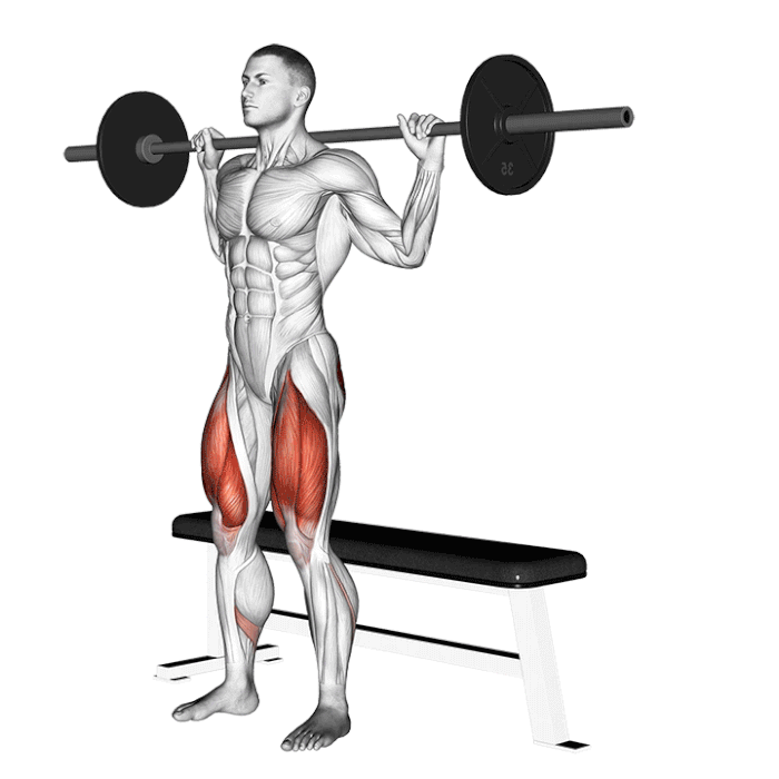 آموزش تصویری و عضلات درگیر در حرکت اسکوات روی نیمکت